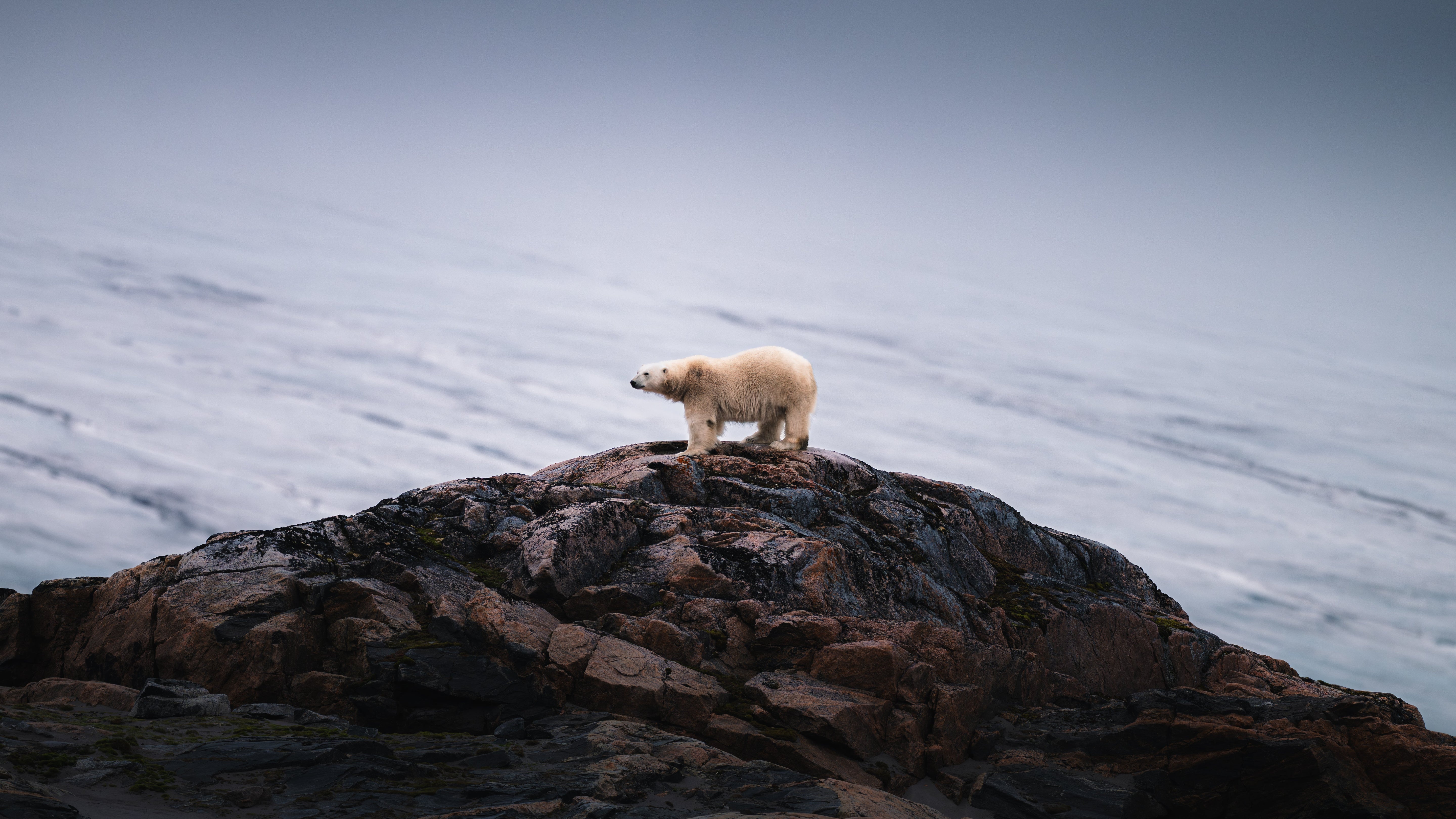 Witnessing the Arctic: The Fragility of Polar Bears
