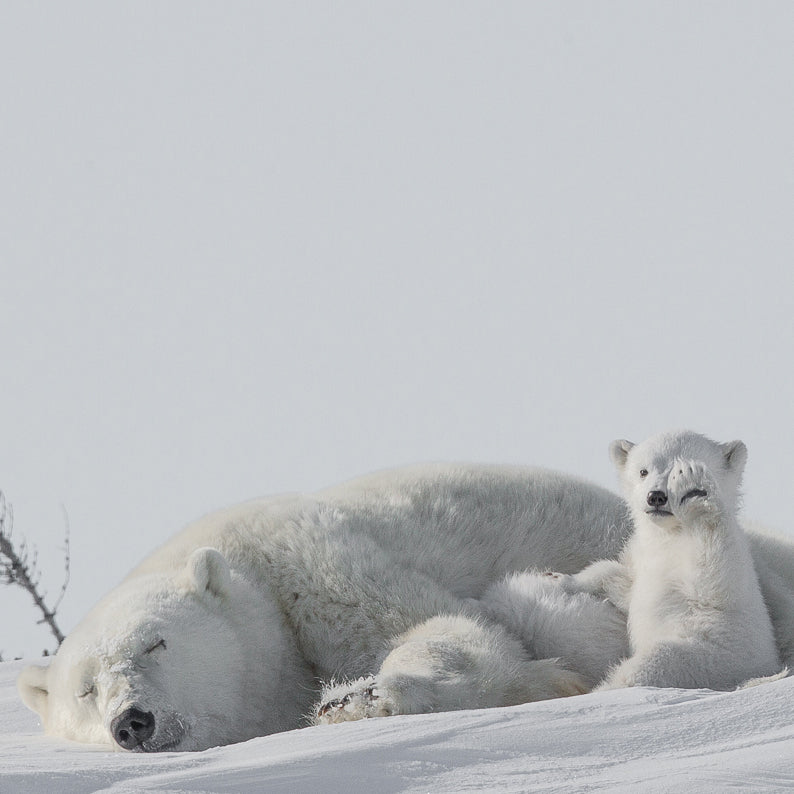 Polar Bear Large Optic White | Nordisk Outdoor Gear